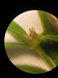 Media resource of Spermacoce confusa