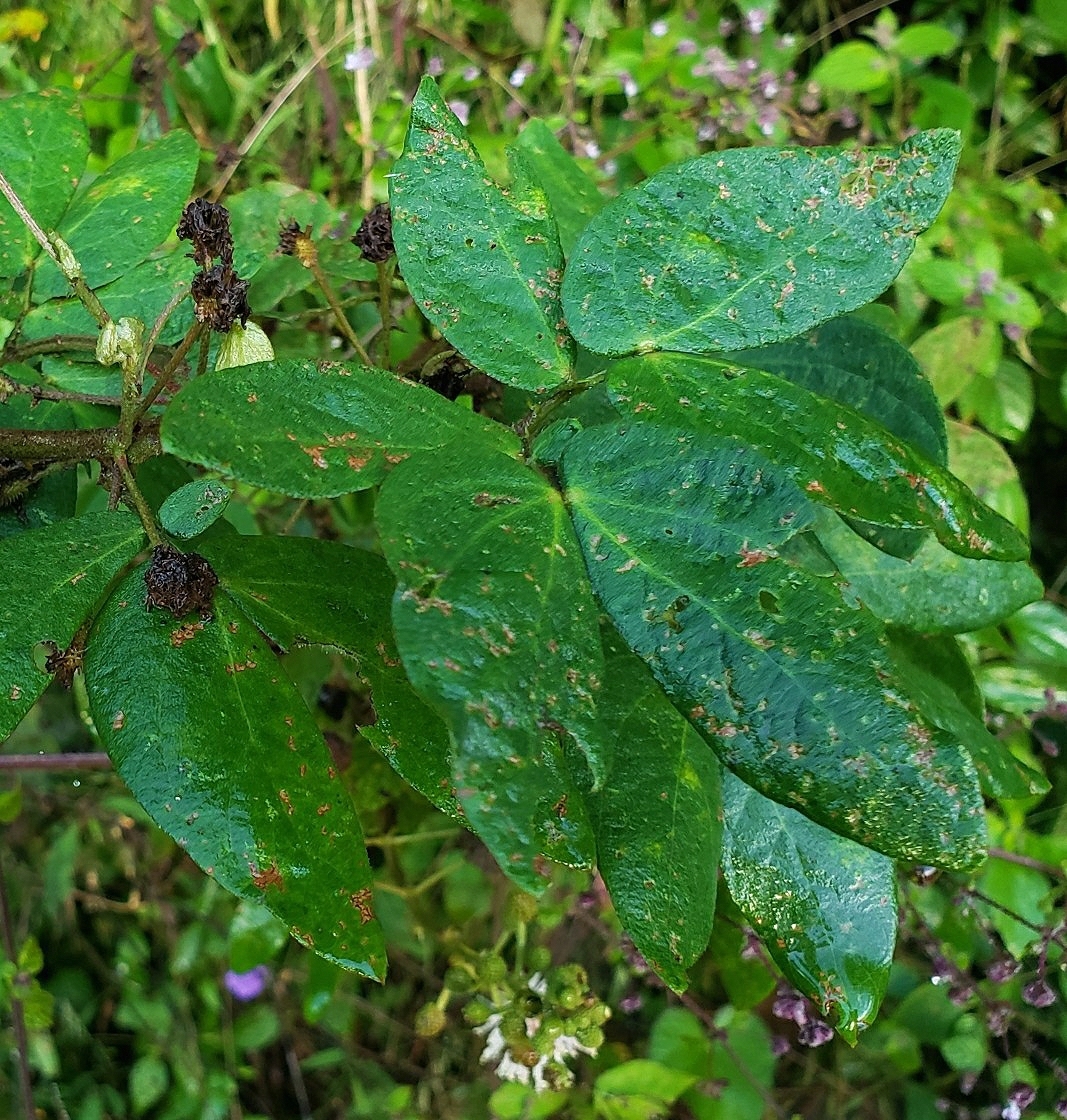 Mimosa albida image