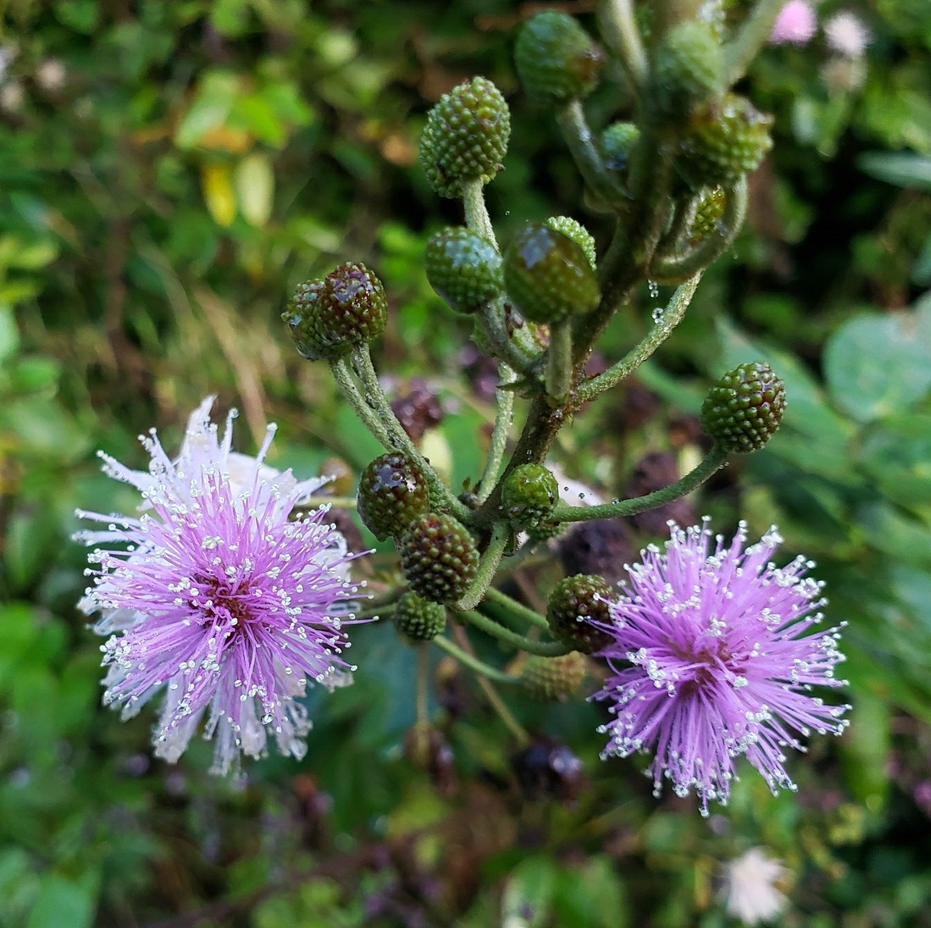 Mimosa albida image
