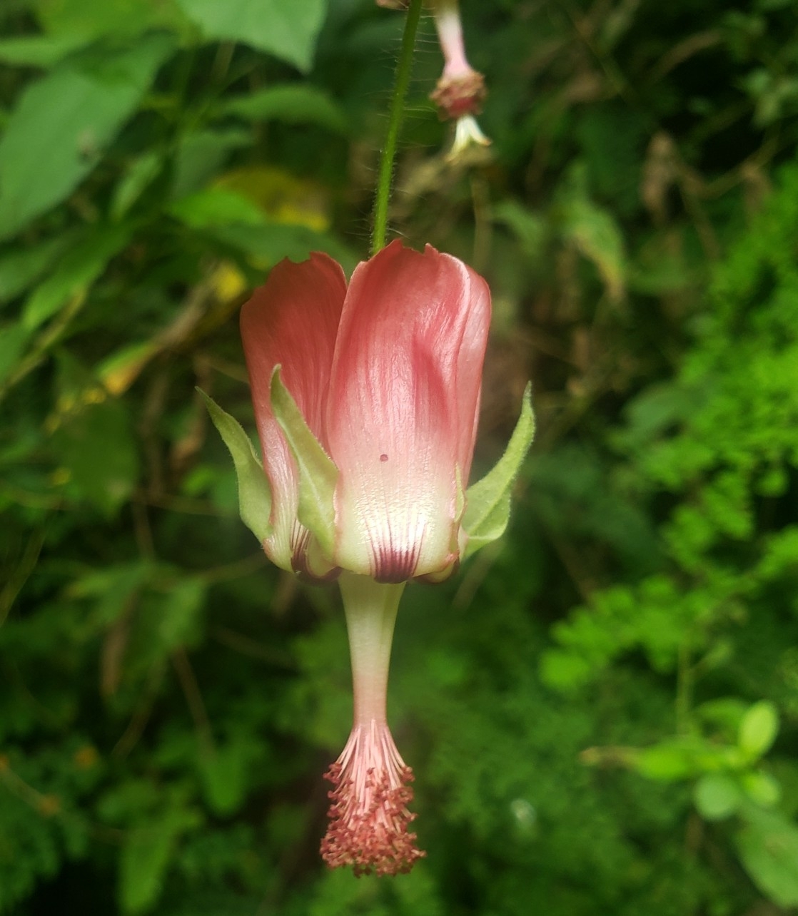Abutilon reflexum image