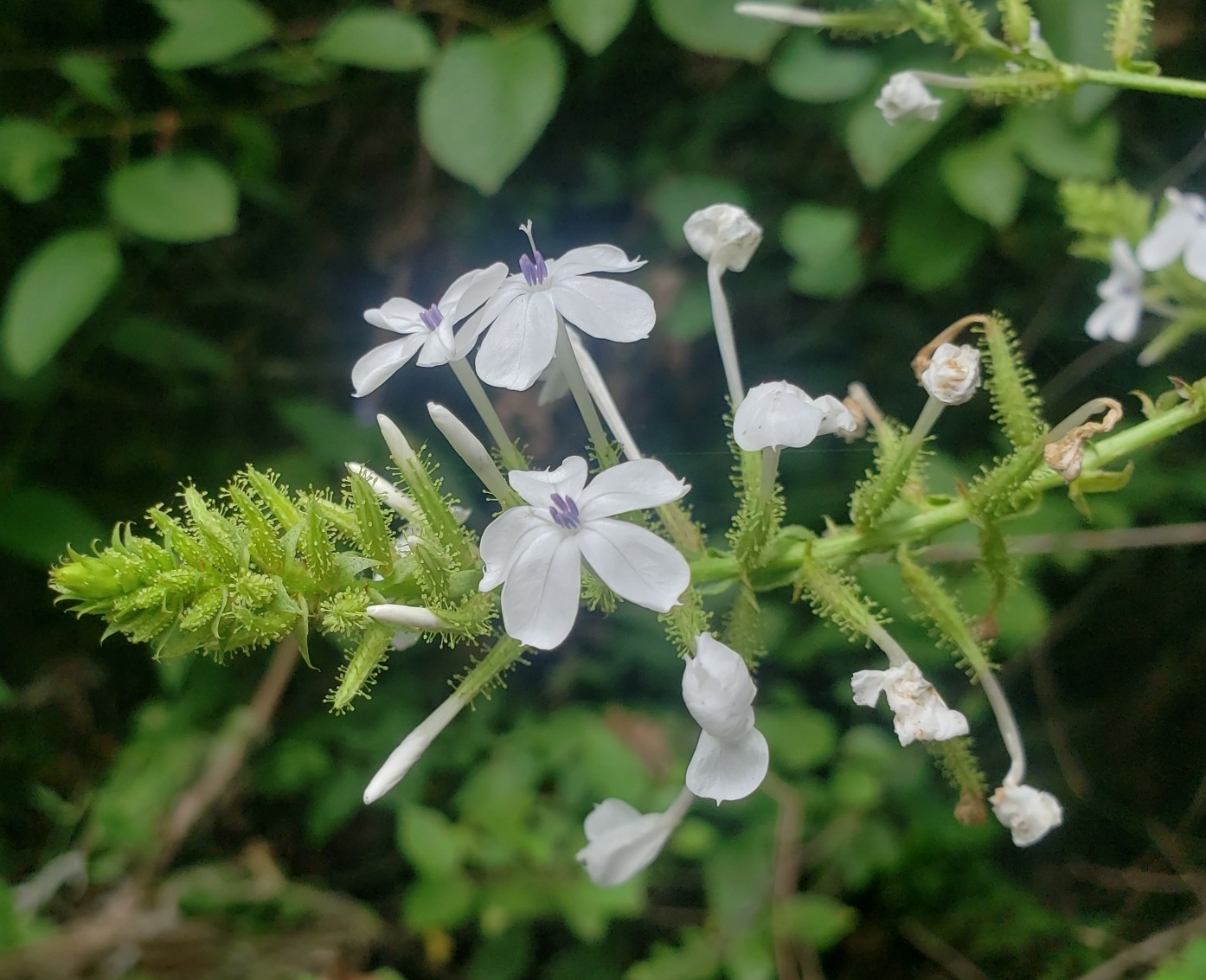 Plumbaginaceae image