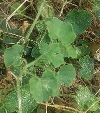 Media resource of Cucumis dipsaceus