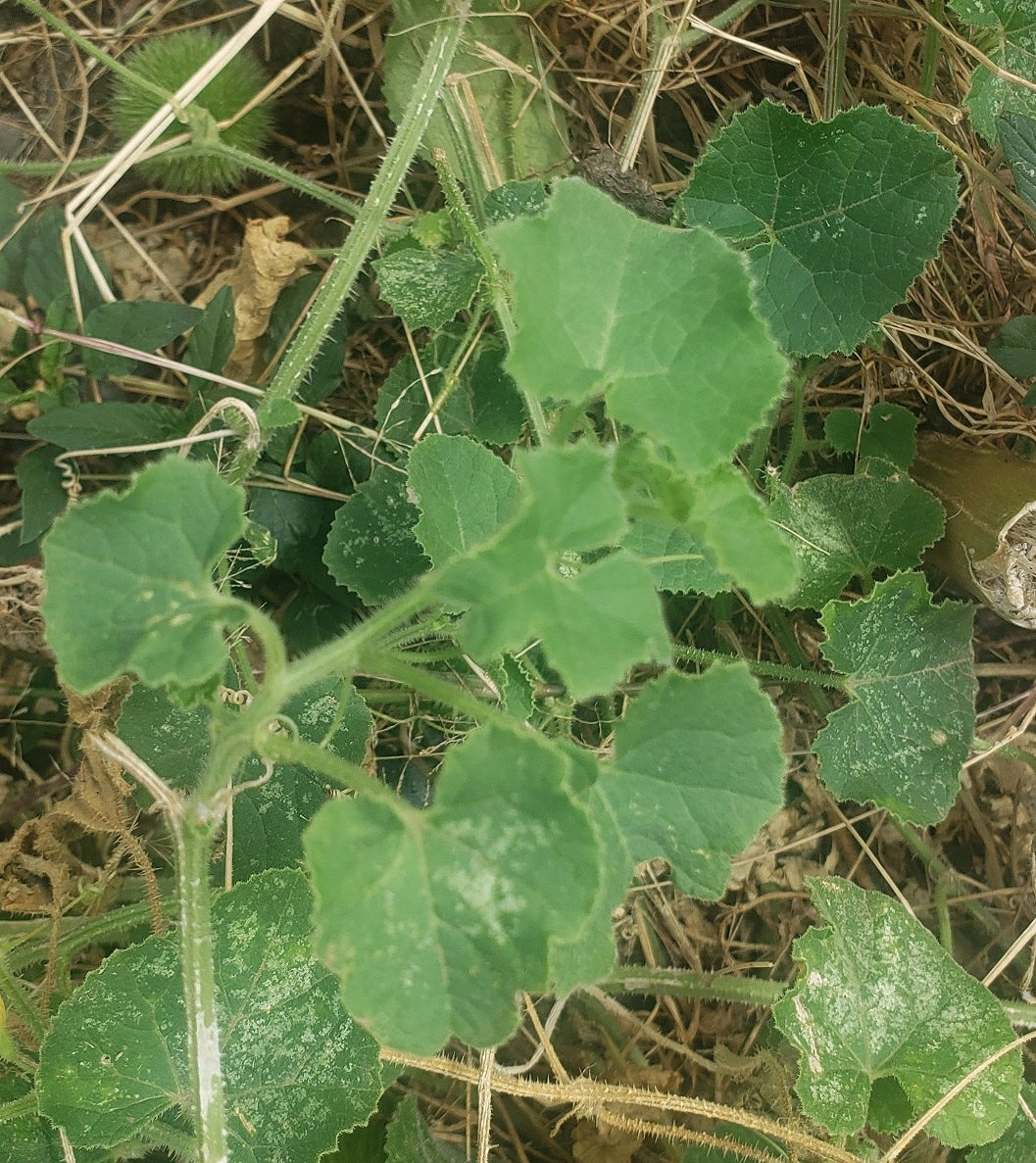 Cucumis image