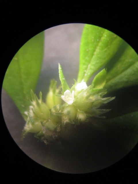 Spermacoce image