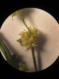 Media resource of Spermacoce ovalifolia