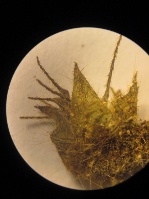 Sida palmata image