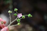 Sida palmata image