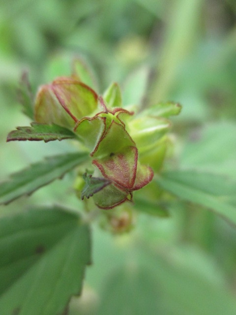 Sida image