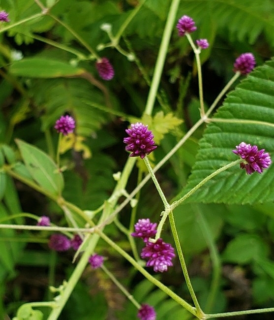 Alternanthera image