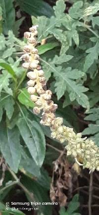 Media resource of Ambrosia arborescens