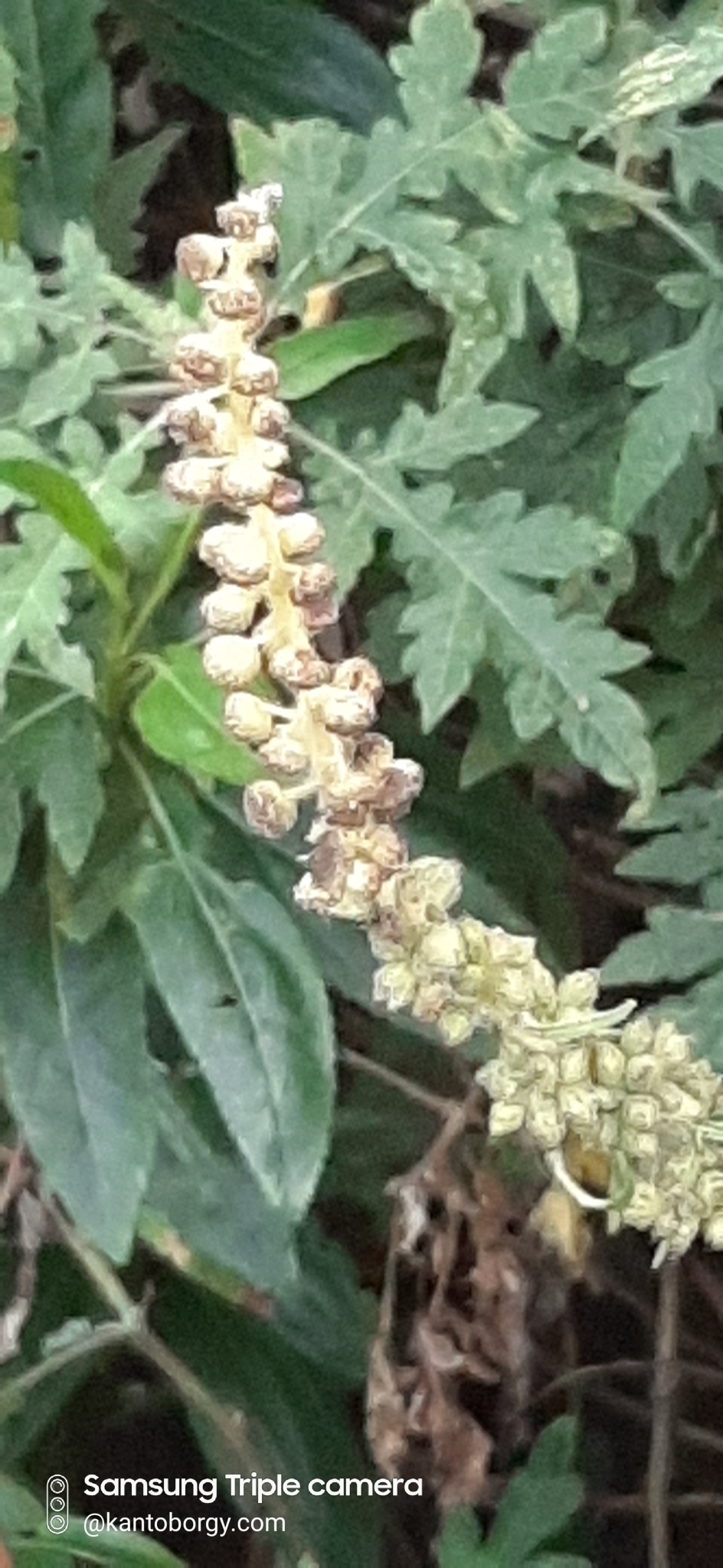 Ambrosia image