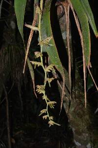 Racinaea tetrantha image