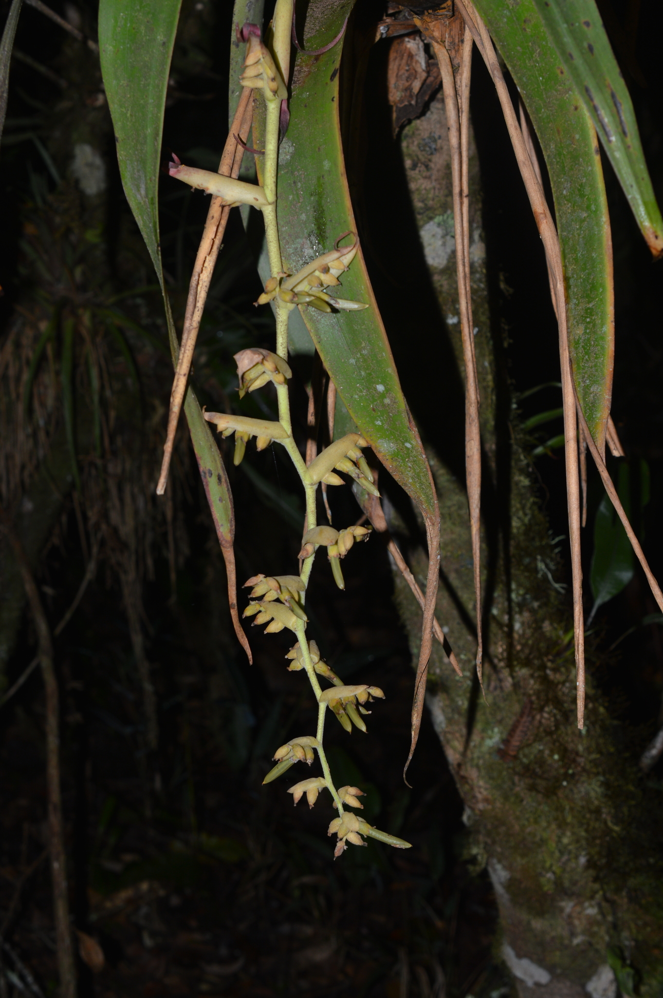 Racinaea tetrantha image