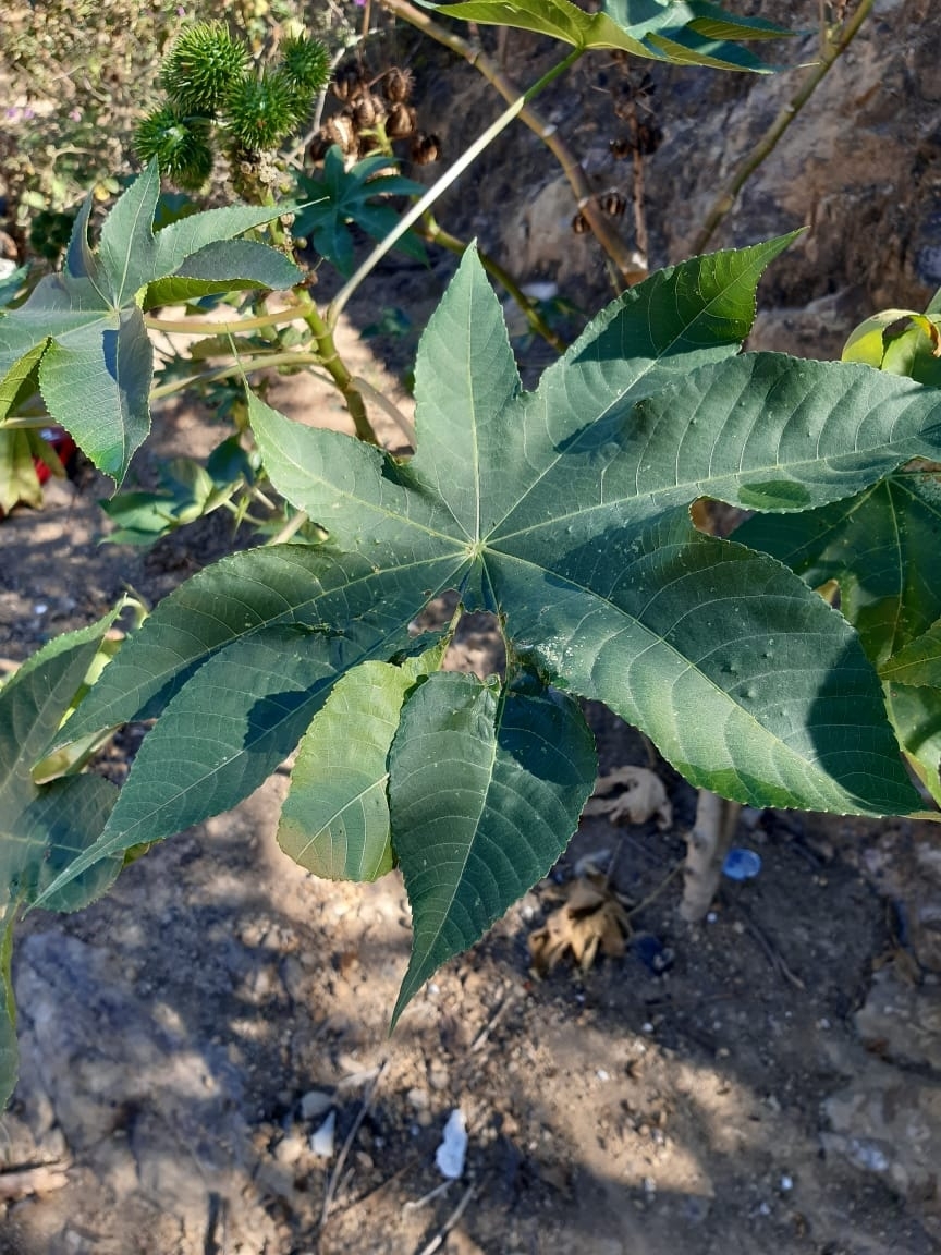 Ricinus image