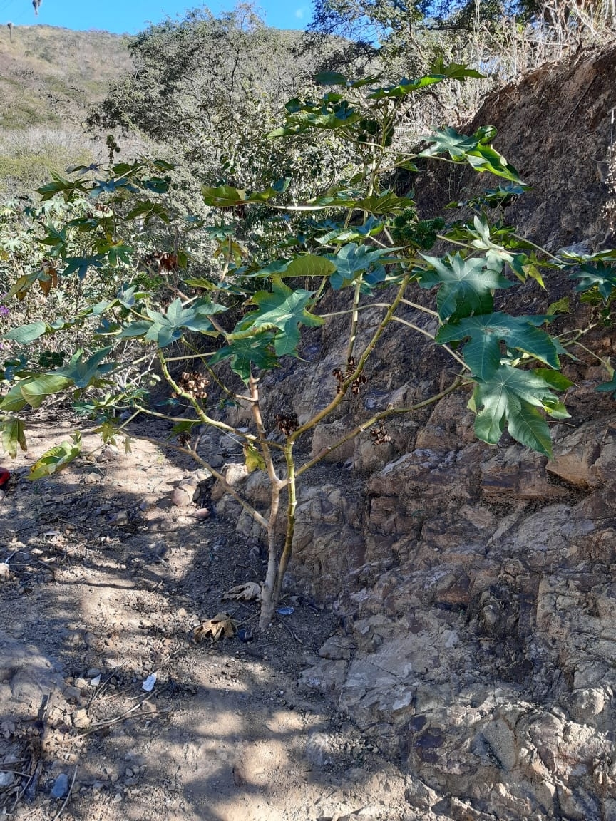 Ricinus communis image