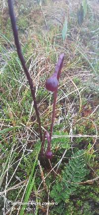 Media resource of Dorobaea pimpinellifolia