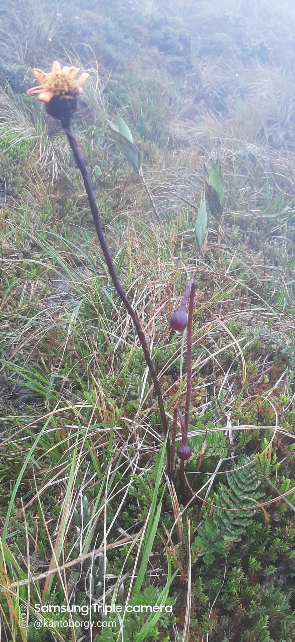 Dorobaea image