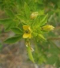 Media resource of Arivela viscosa