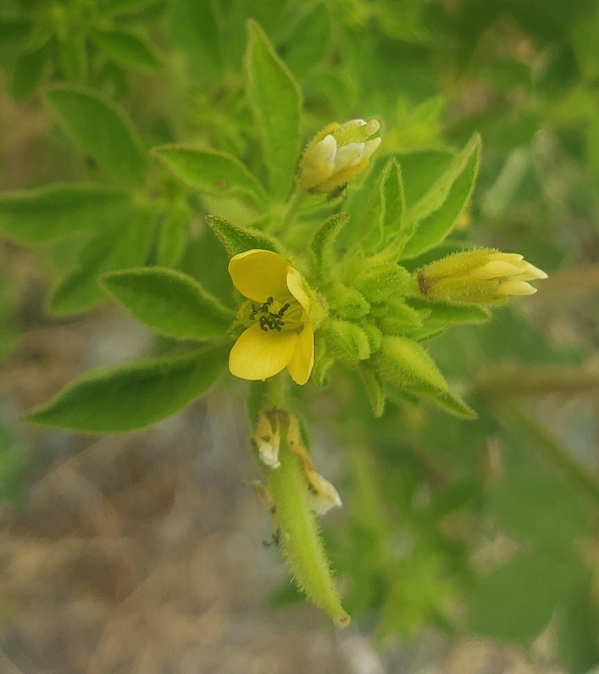 Arivela viscosa image
