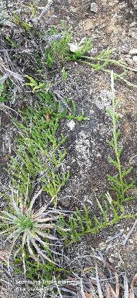 Media resource of Lycopodiella cernua