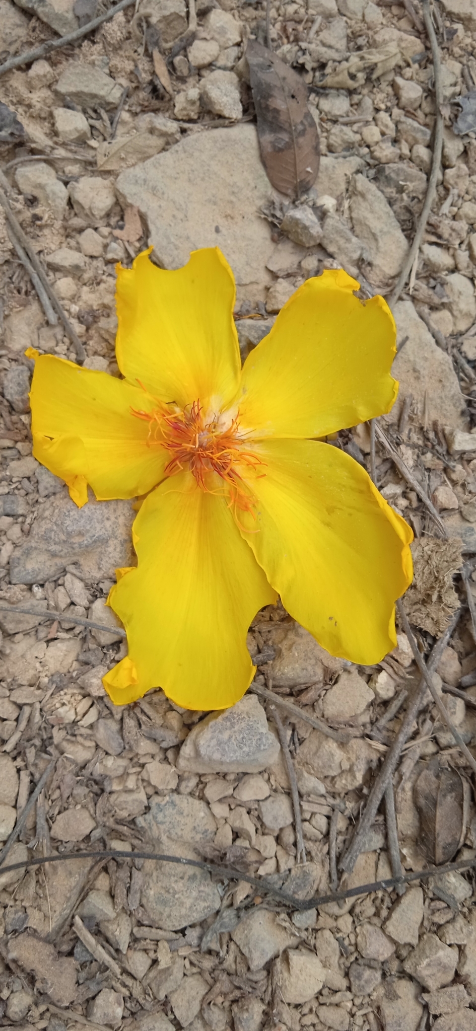 Cochlospermum image
