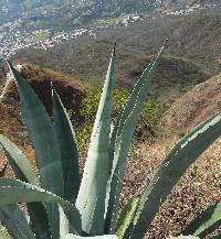 Agave americana image