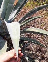 Agave americana image