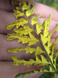 Media resource of Pityrogramma austroamericana