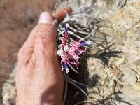 Tillandsia tectorum image