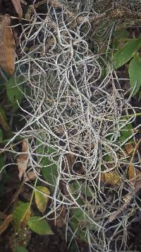 Tillandsia usneoides image