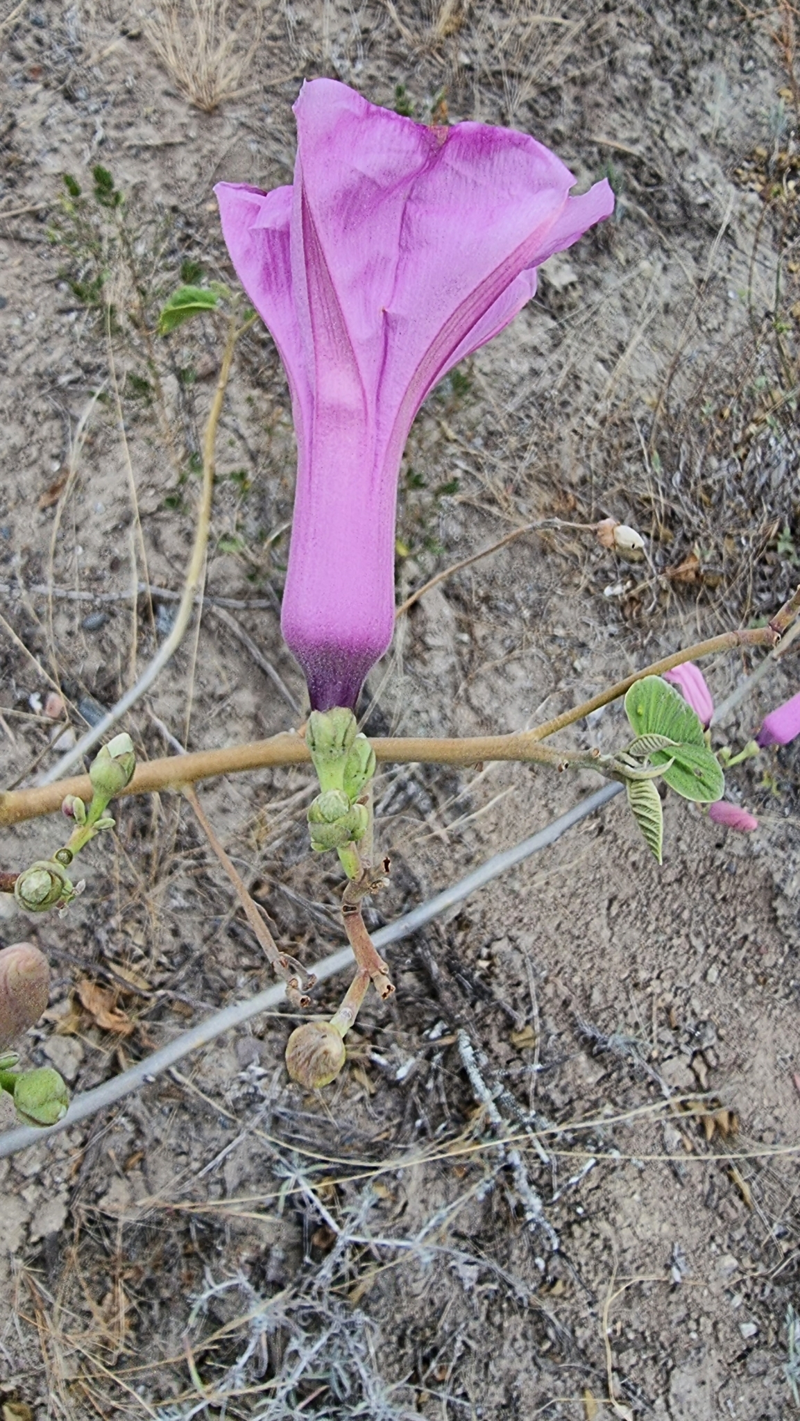 Ipomoea carnea image