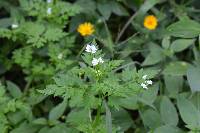 Valeriana chaerophylloides image
