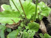 Youngia japonica image