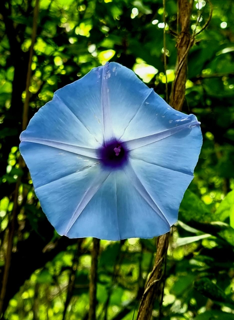 Ipomoea regnellii image