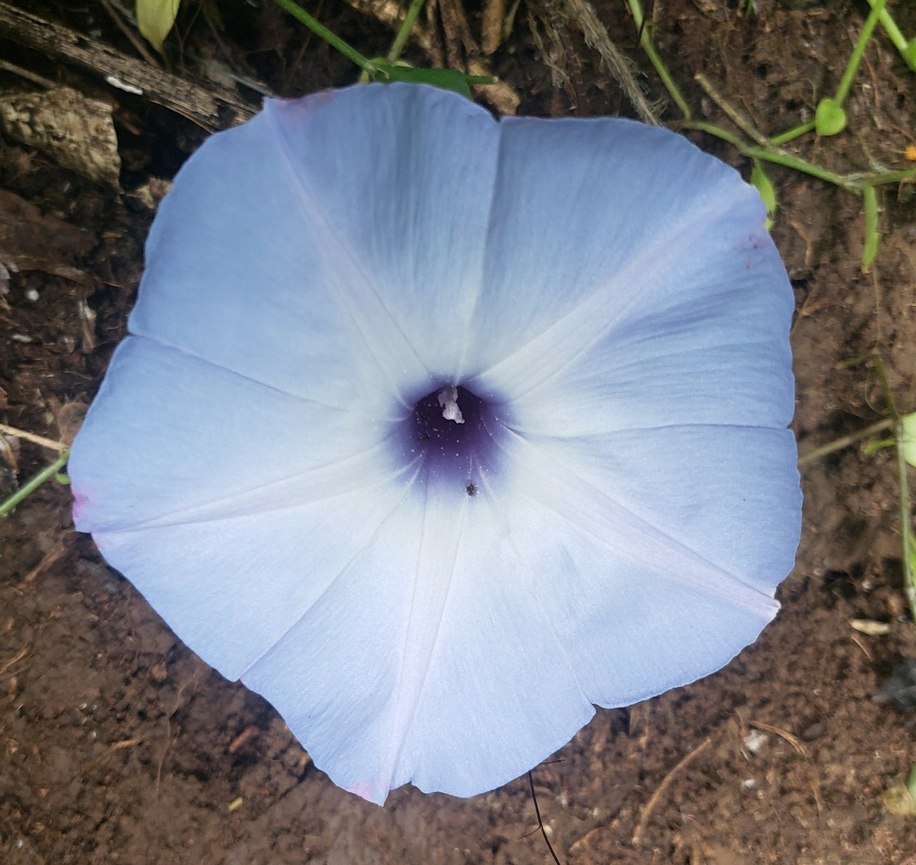 Ipomoea regnellii image