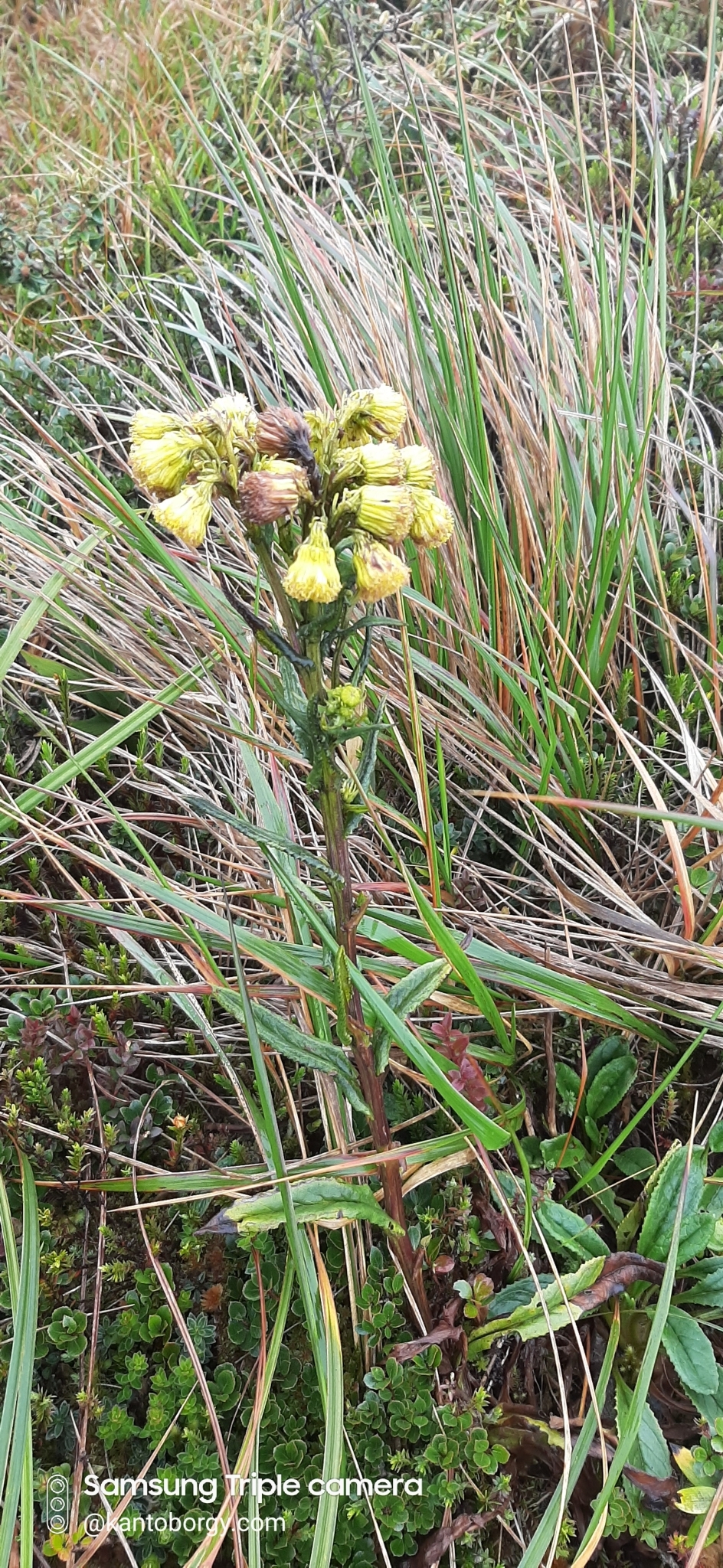 Senecio image