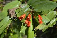 Bomarea distichifolia image