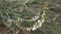 Melilotus albus image