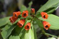 Bomarea distichifolia image