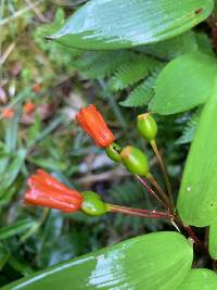 Bomarea distichifolia image