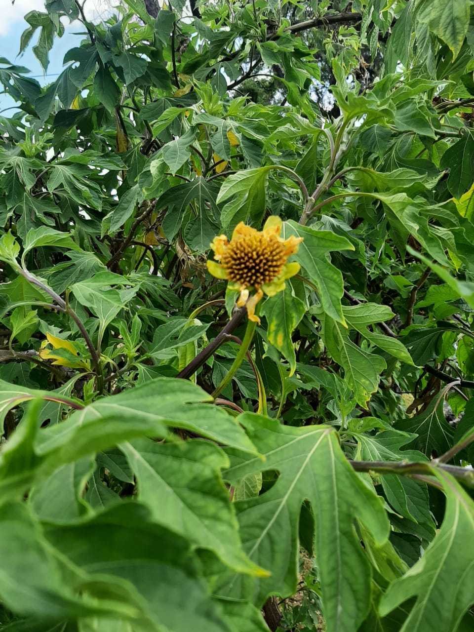 Tithonia image