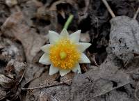 Media resource of Prockia pentamera