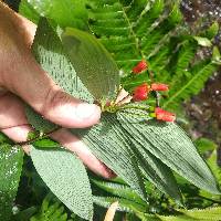 Bomarea distichifolia image
