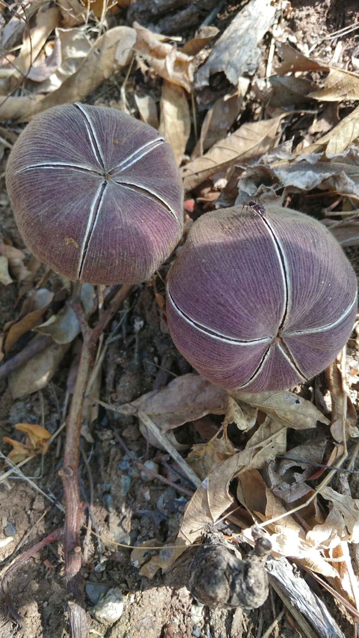 Bixaceae image