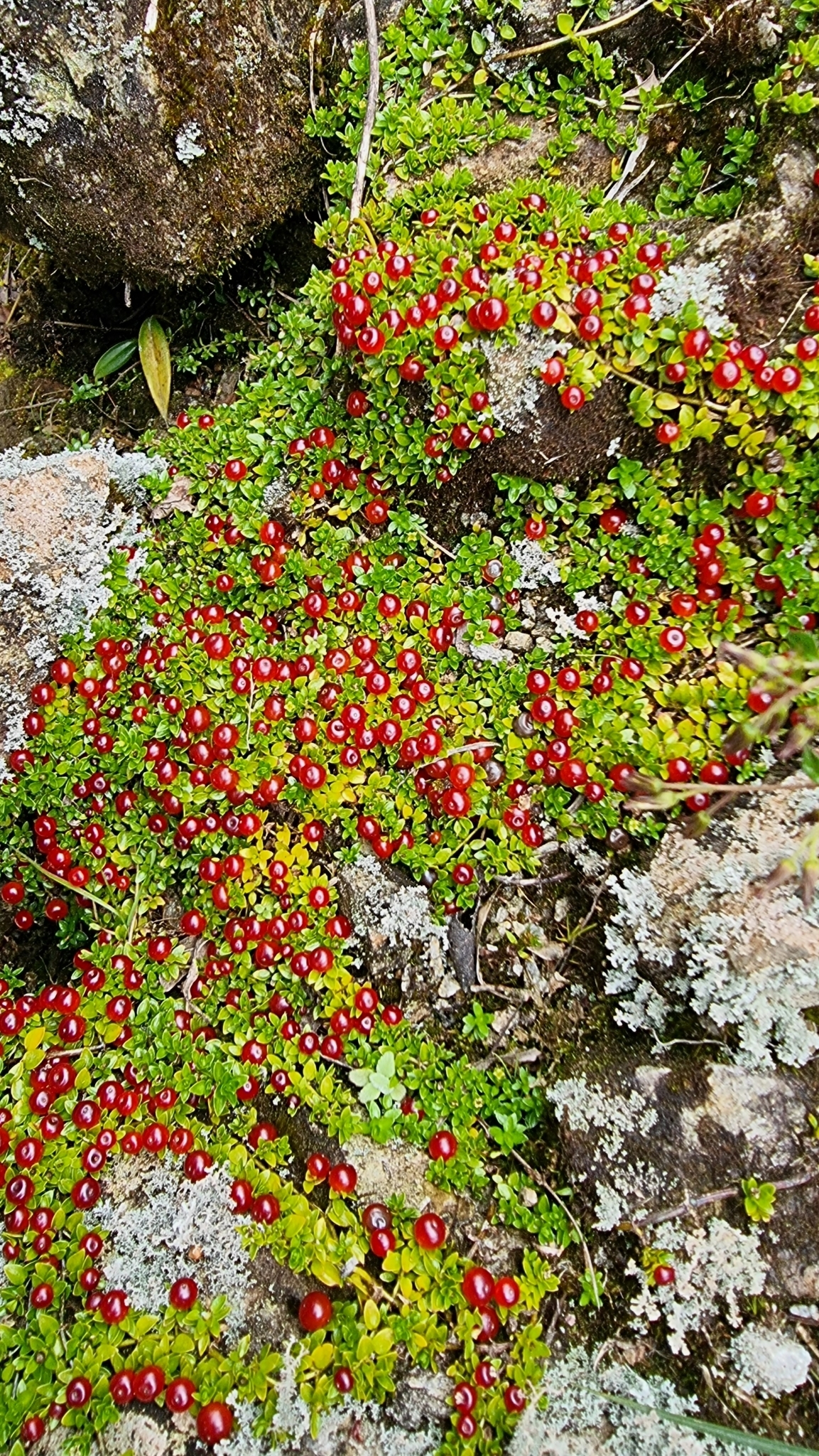 Nertera granadensis image