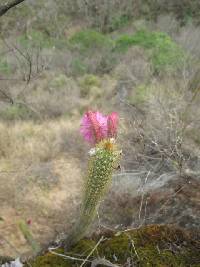 Media resource of Borzicactus icosagonus