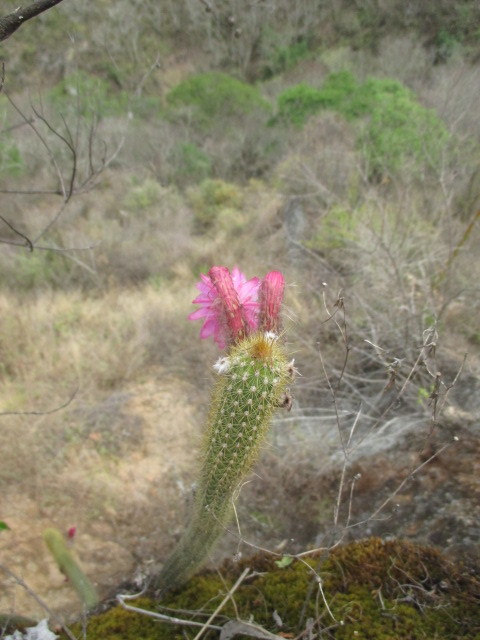 Borzicactus image