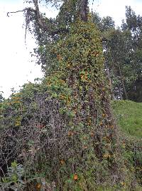 Thunbergia alata image