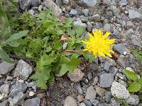 Taraxacum officinale image