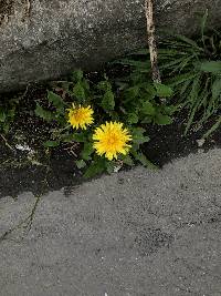 Taraxacum officinale image